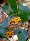 Daviesia latifolia