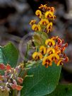 Daviesia latifolia