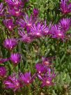 Delosperma cooperi