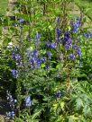 Delphinium elatum