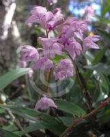 Dendrobium kingianum