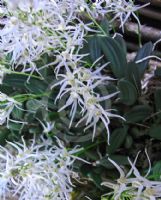 Dendrobium linguiforme