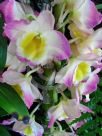 Dendrobium Soft Cane