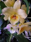 Dendrobium Soft Cane