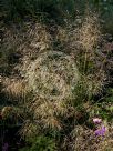 Deschampsia cespitosa