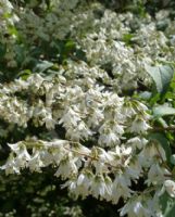 Deutzia crenata