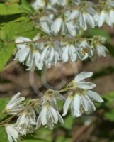 Deutzia scabra