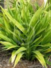 Dianella atraxis