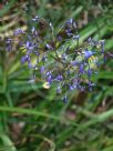 Dianella caerulea