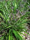 Dianella caerulea