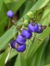 Dianella caerulea