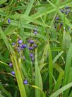 Dianella caerulea