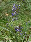 Dianella caerulea