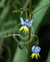 Dianella intermedia