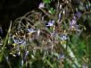 Dianella longifolia