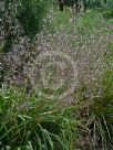 Dianella longifolia