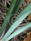 Dianella prunina