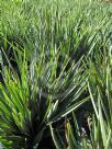 Dianella revoluta Little Rev