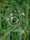 Dianella tasmanica