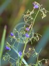 Dianella Cassa Blue