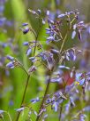 Dianella caerulea Little Jess