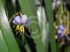 Dianella caerulea Breeze