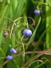 Dianella caerulea Breeze