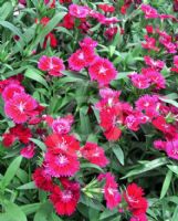 Dianthus chinensis