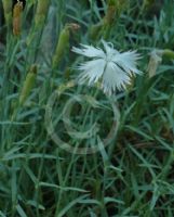 Dianthus plumarius