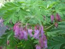 Dicentra eximia