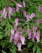 Dicentra formosa