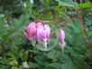 Lamprocapnos spectabilis