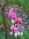 Lamprocapnos spectabilis