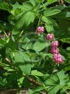 Lamprocapnos spectabilis