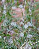 Dichanthium sericeum