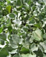 Dichondra argentea Silver Falls