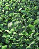 Dichondra repens