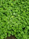 Dichondra repens