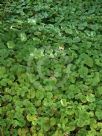 Dichondra repens