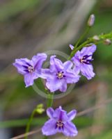 Dichopogon strictus