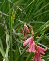 Dierama igneum