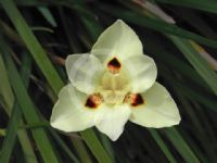 Dietes bicolor