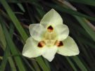 Dietes bicolor