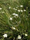 Dietes bicolor