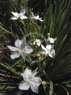 Dietes robinsoniana