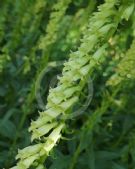 Digitalis lutea