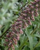 Digitalis parviflora