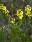 Dillwynia floribunda