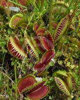 Dionaea muscipula