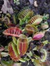 Dionaea muscipula